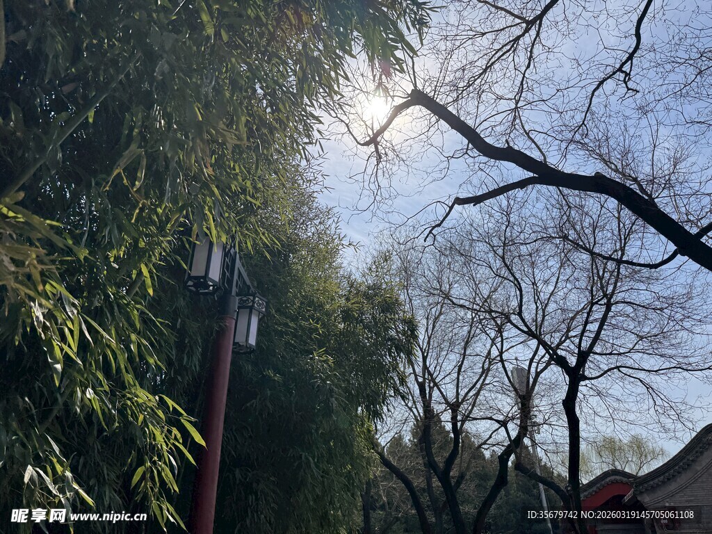 冬日树枝与翠绿树叶景观