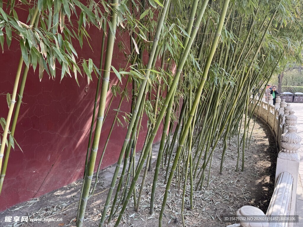 红墙旁的翠绿竹子