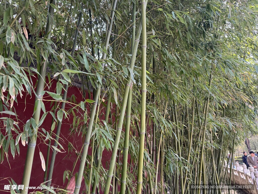 竹林景观红墙相伴