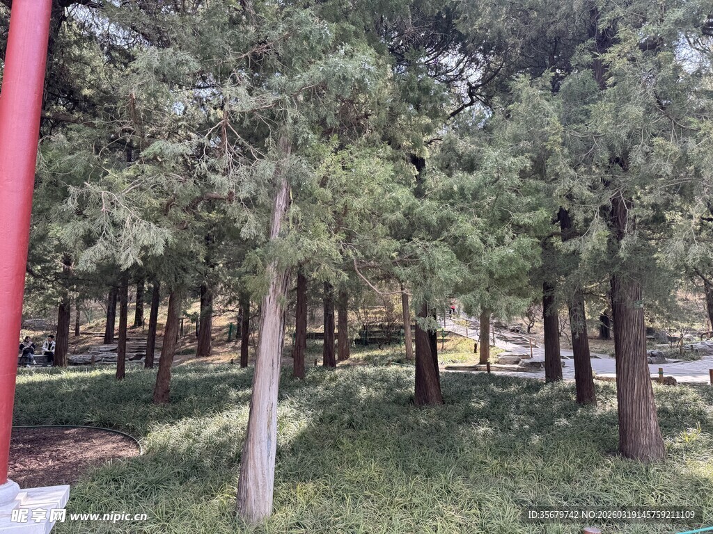 林间绿意盎然的松树林景