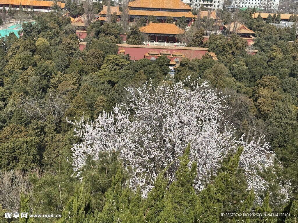 故宫春色繁花绿树相映衬