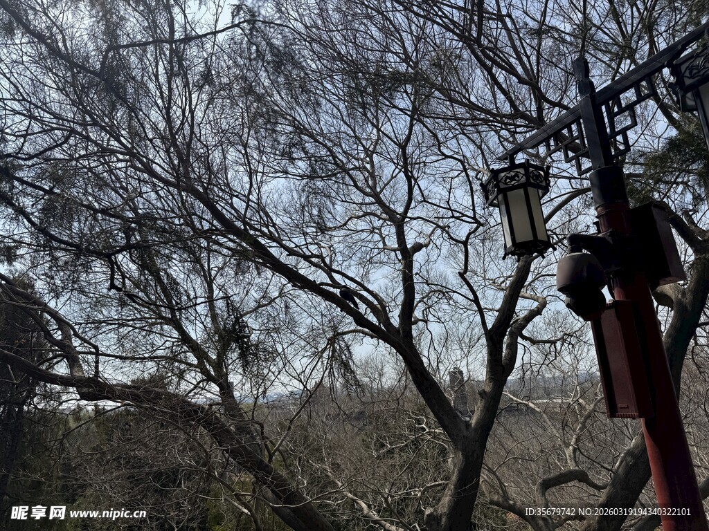 冬日枯树旁的路灯景象