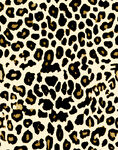 豹纹图案纹理背景图