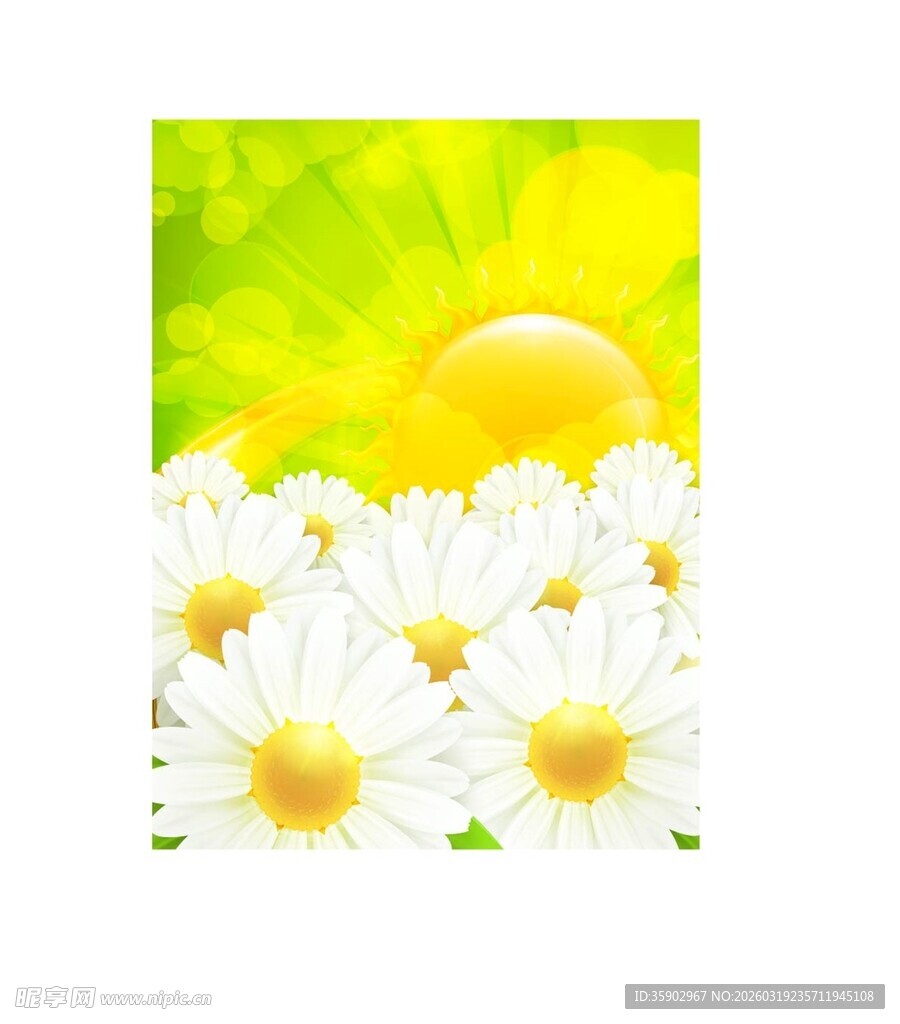 阳光下的雏菊美景