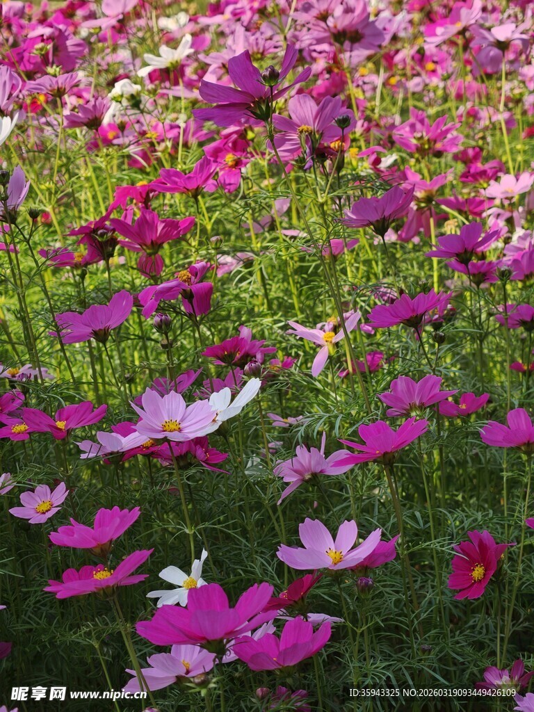 绚烂波斯菊花海景观