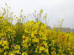 油菜花