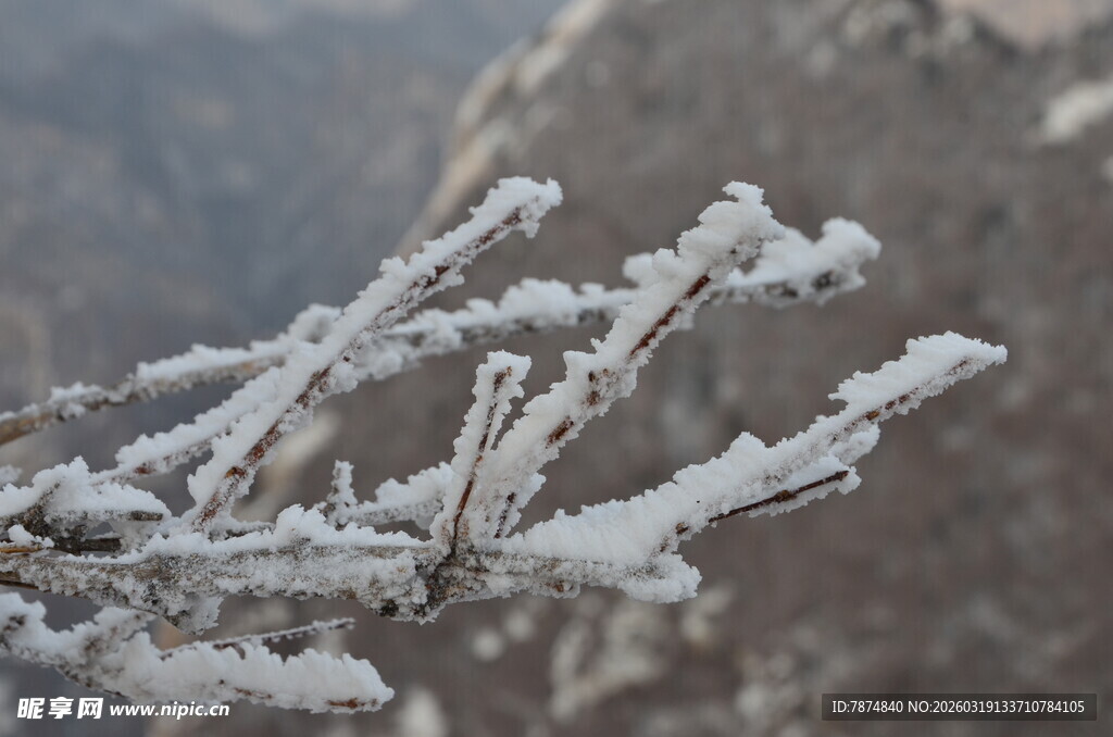 枝头覆雪美景