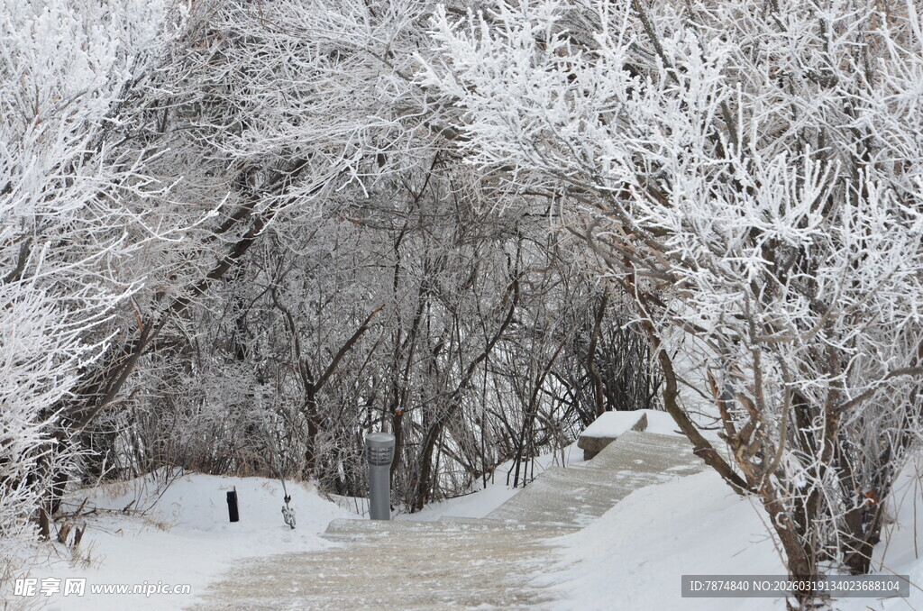 雪覆树林中的宁静小道