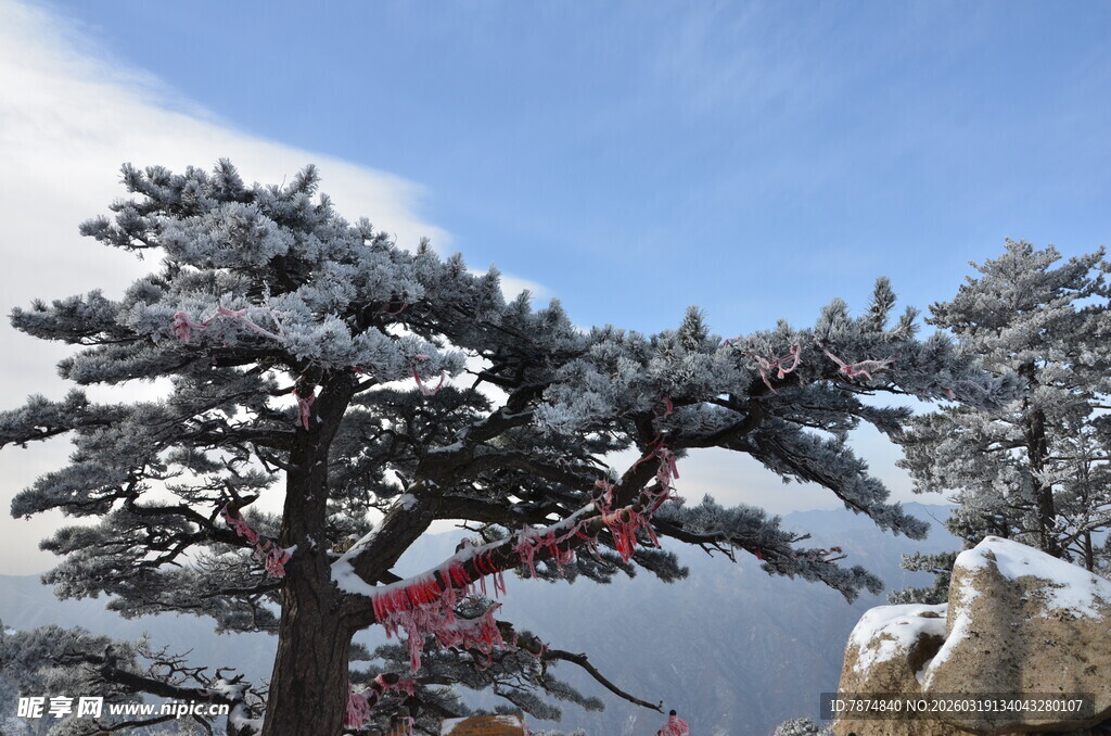 雪覆青松挂红绸