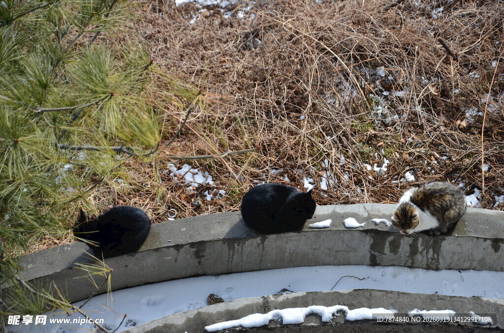 石栏上休憩的几只小动物