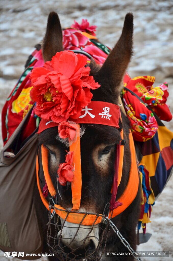 盛装毛驴 传统喜庆装扮