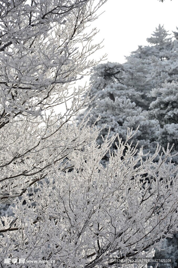 冬日银装素裹的树木景观