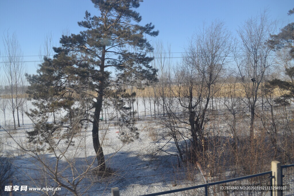 冬日河边树木雪景