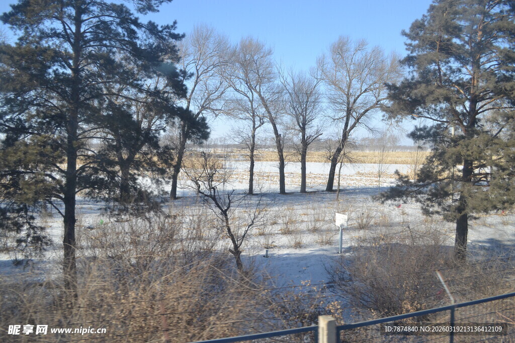 冬日雪覆树林景观