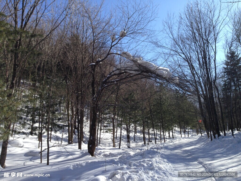 冬日雪林风景