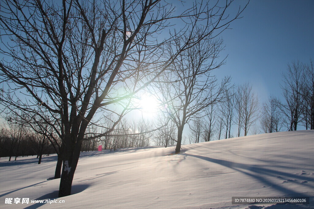 冬日雪野阳光映照树木