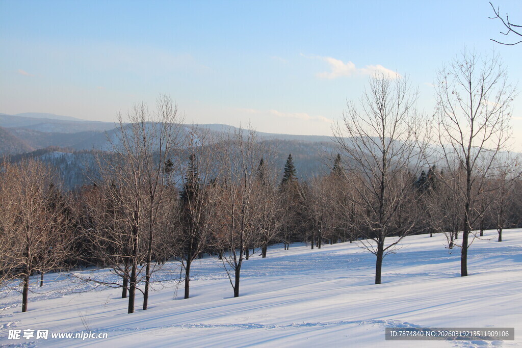 冬日雪林风景