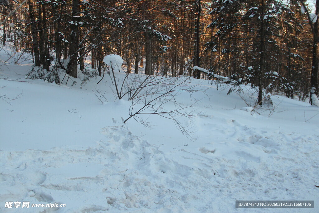 冬日雪林景象