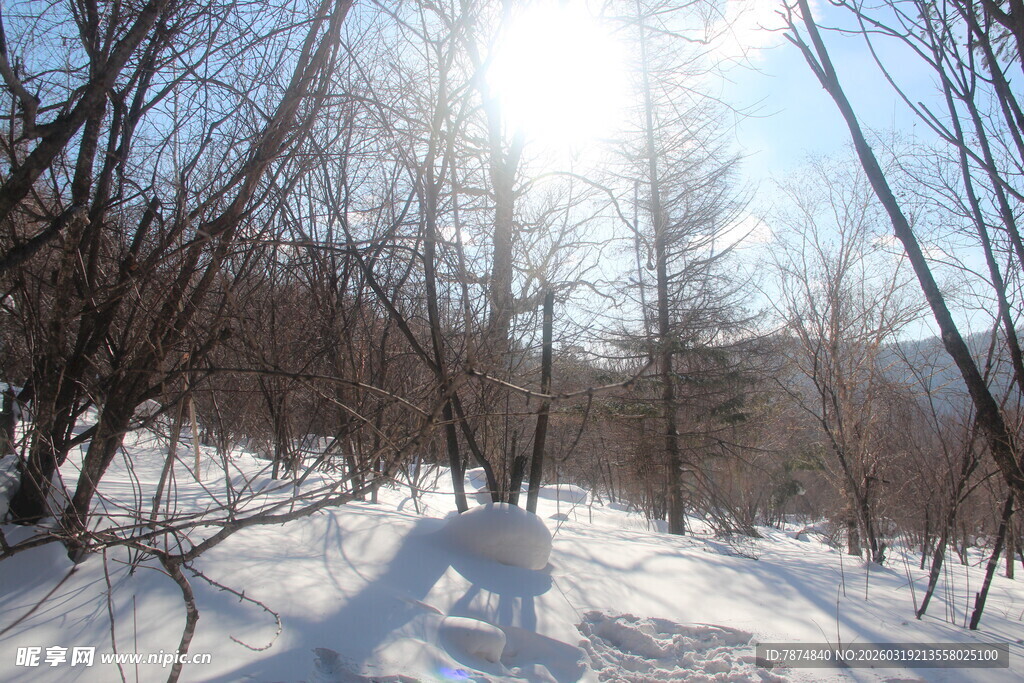 冬日雪林 阳光洒落美景