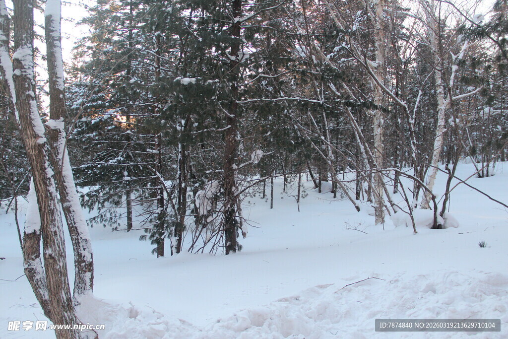 冬日雪林景象