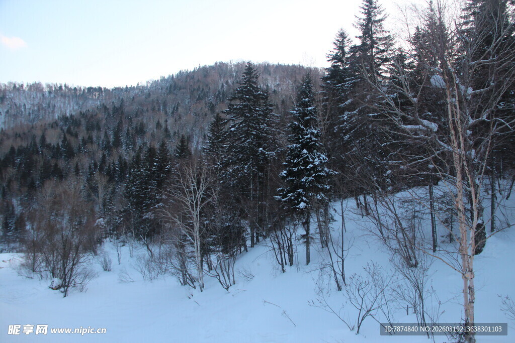 冬日雪林景观