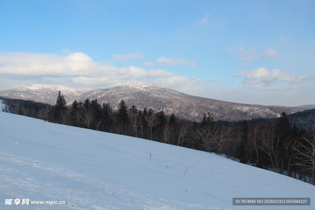 冬日雪山松林美景