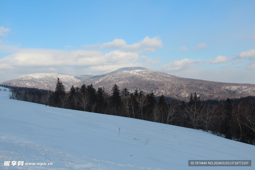 冬日雪山松林美景
