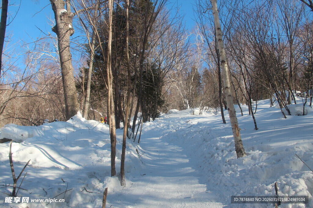冬日雪林小径