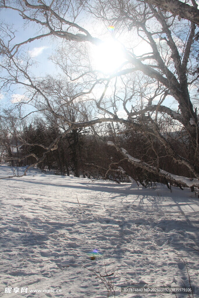 冬日雪地枯树阳光景象