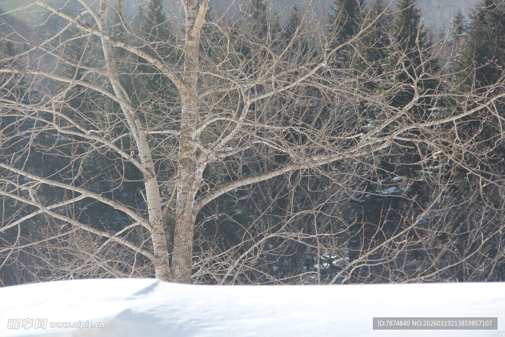 冬日孤树雪景