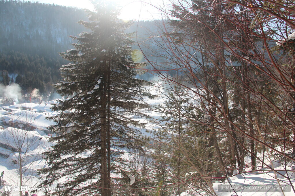 冬日山林雪景 挺拔树木