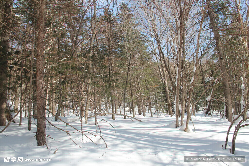 冬日雪覆树林美景