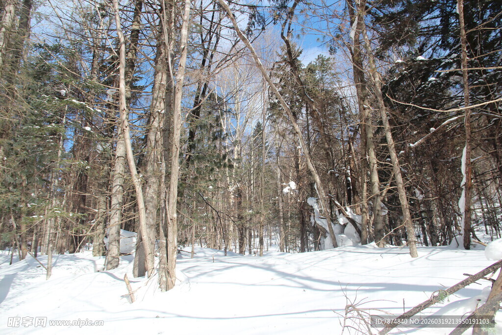冬日雪景中的树林景象