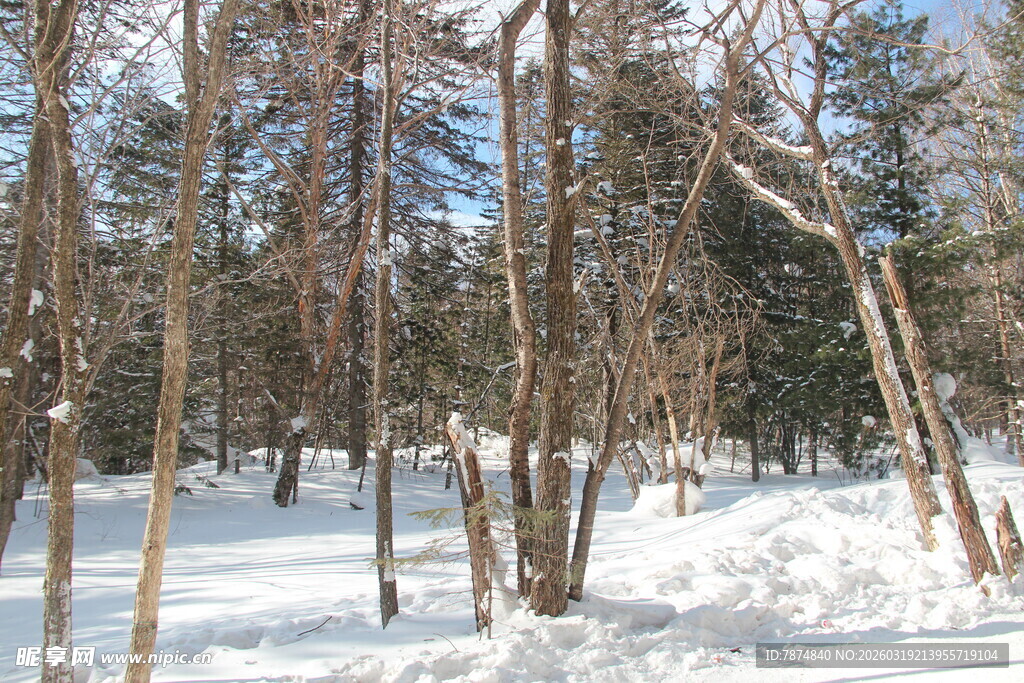 冬日雪林景观