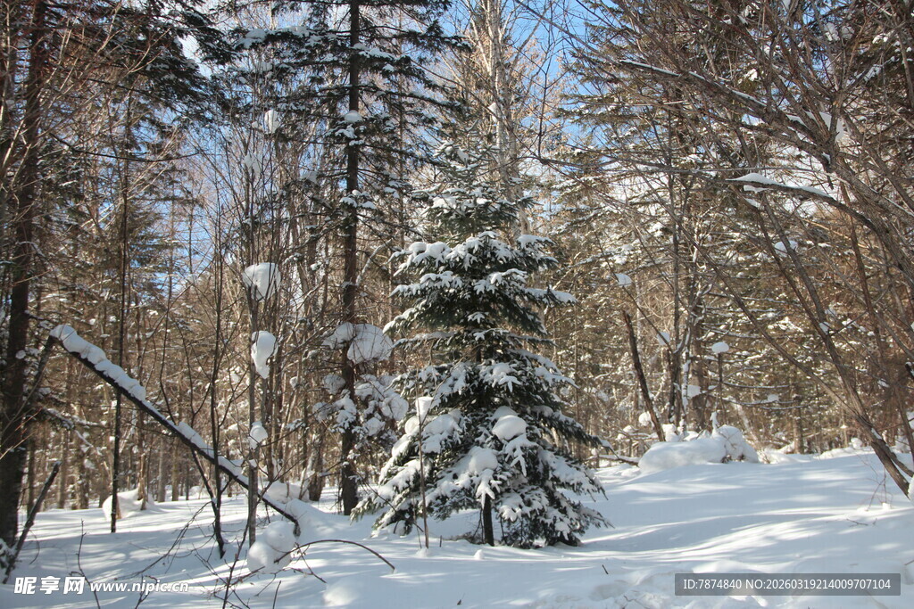 雪覆森林中的孤松