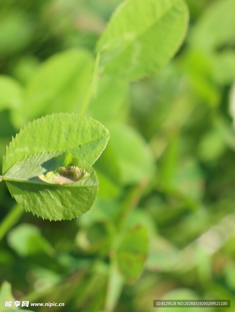 绿叶上的小昆虫