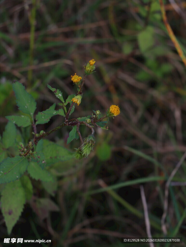 草丛中的黄色小花