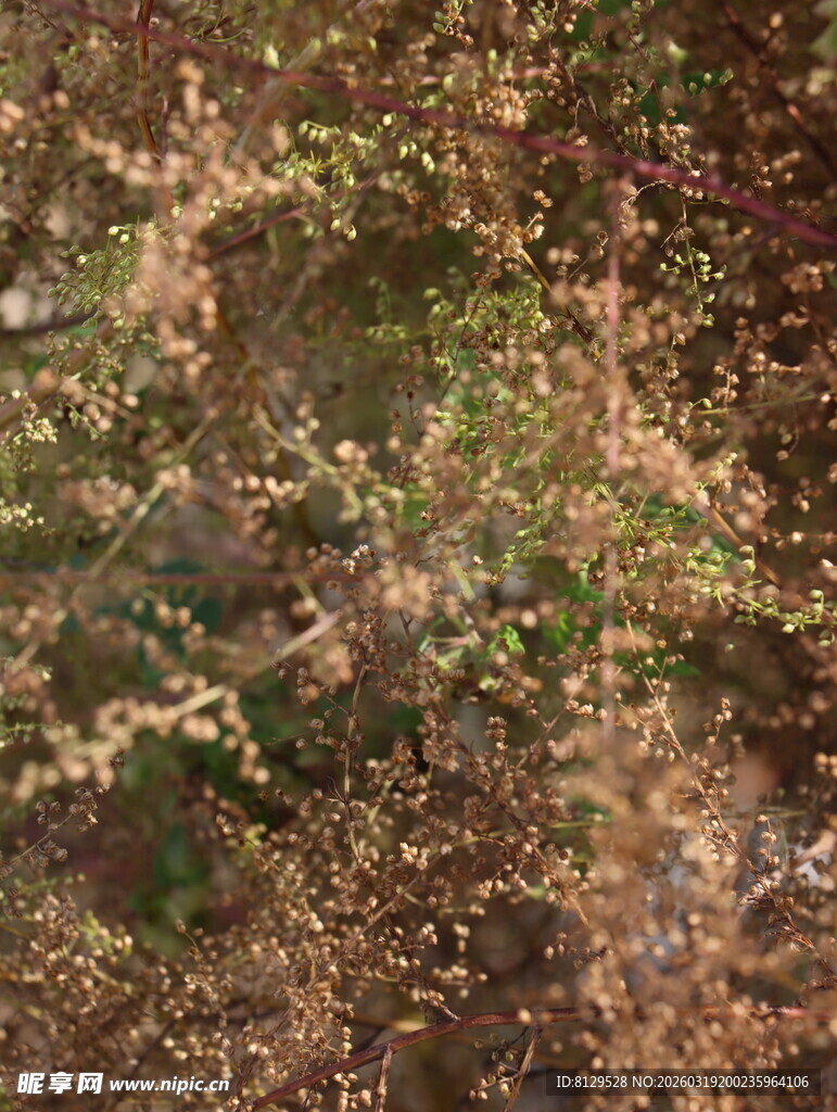 秋日斑斓树叶景观