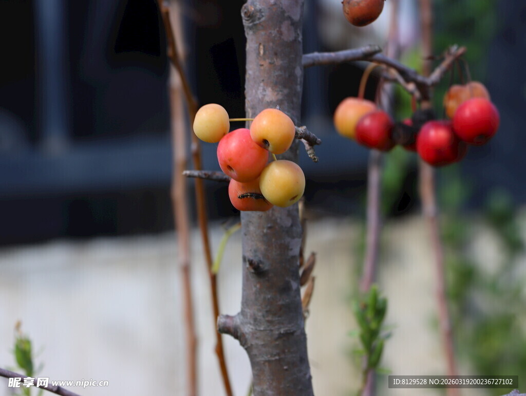 树枝上色彩鲜艳的果实