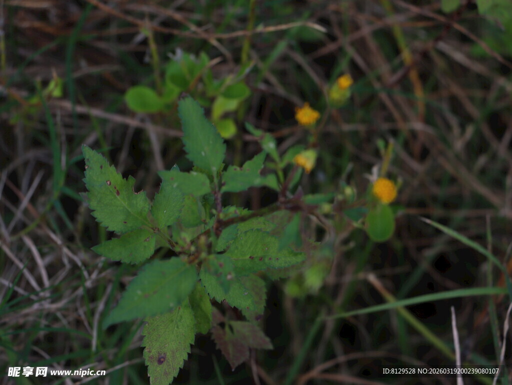 草丛中的黄色小花
