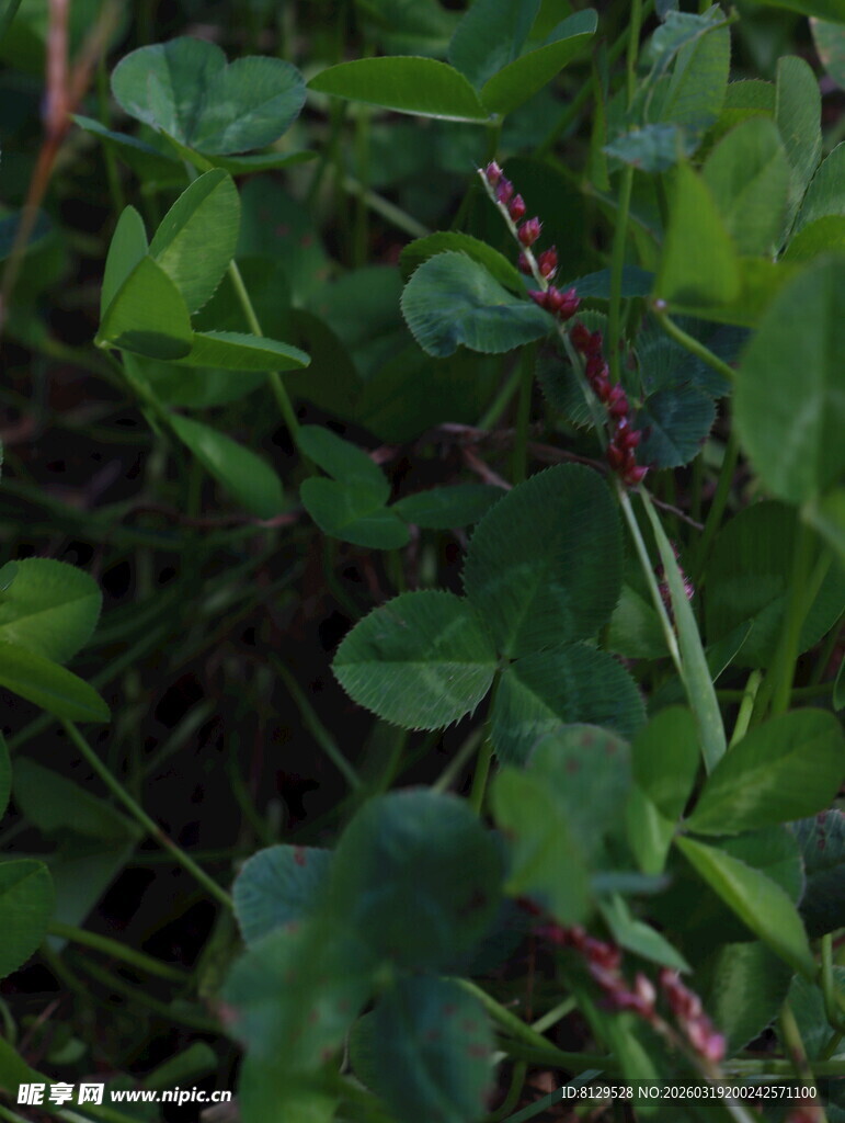绿叶间的红茎植物