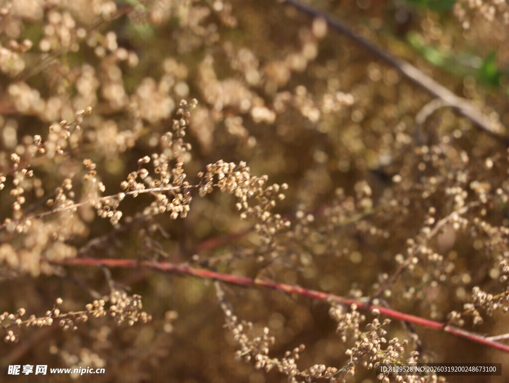 地面干枯植物与红线
