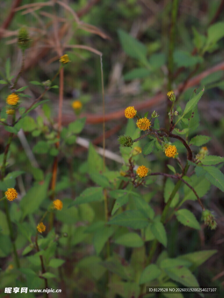 野外黄色小花与绿叶植物