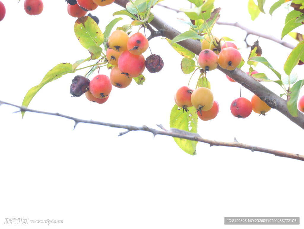 枝头硕果累累的多彩果实