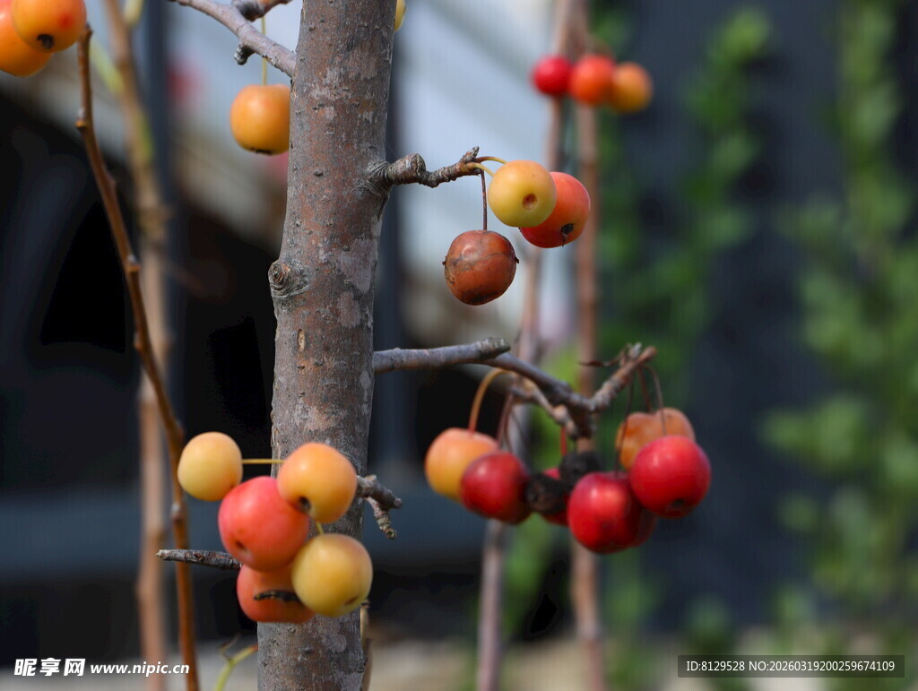 枝头挂果的鲜艳柿子树