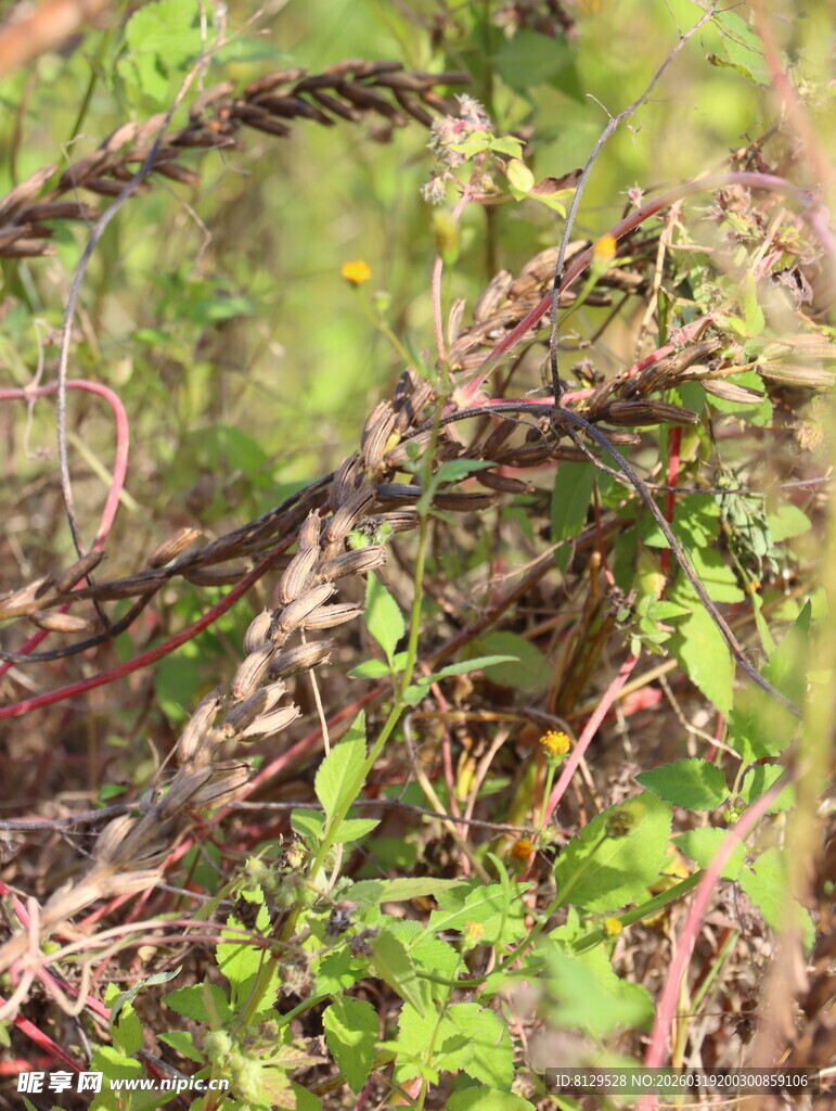 草丛中的神秘蛇类