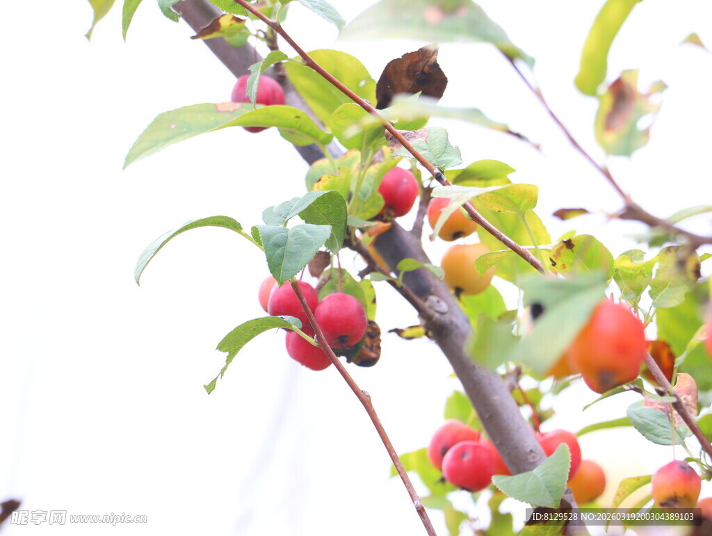 枝头硕果累累的诱人果实