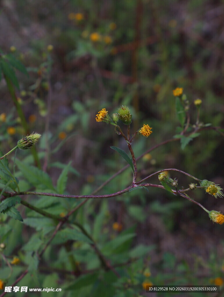 野外黄色小花植物特写