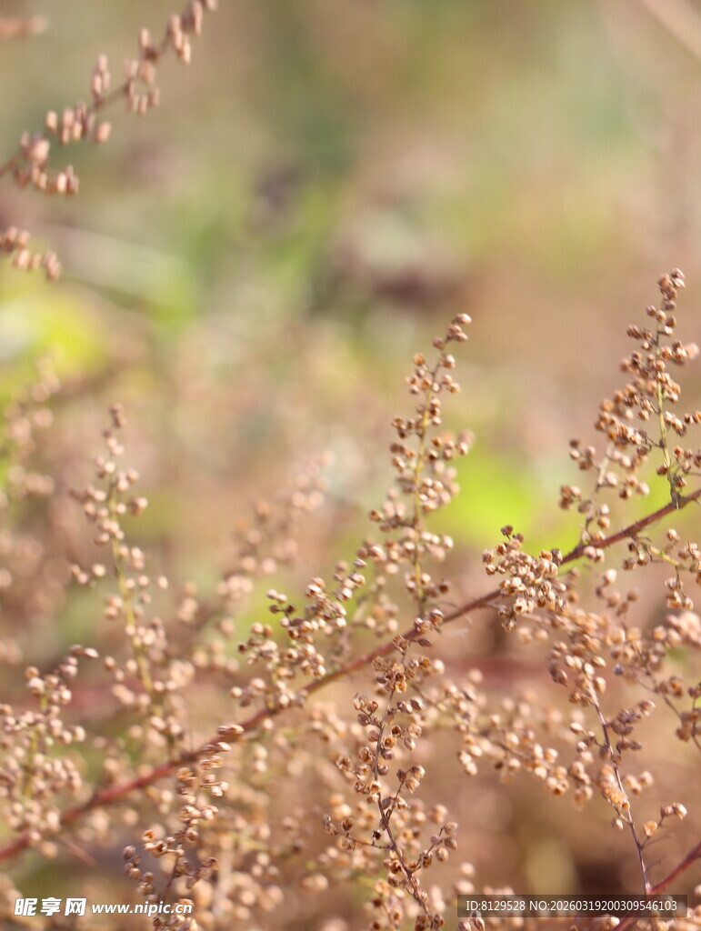 秋日细枝上的微小植物