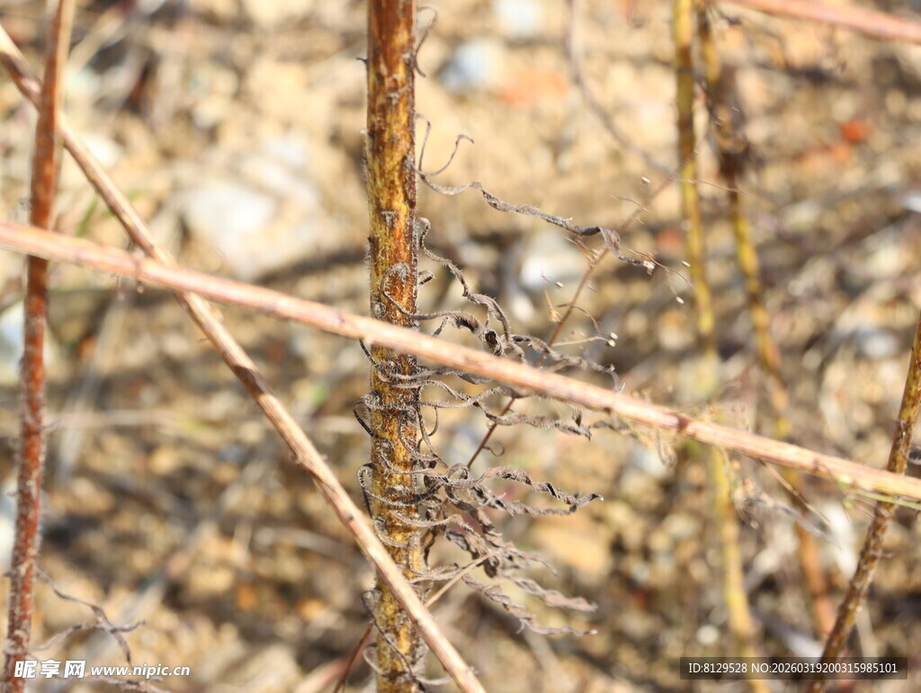 草丛中的神秘昆虫